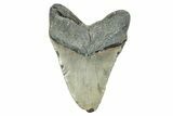 Fossil Megalodon Tooth - North Carolina #274766-2